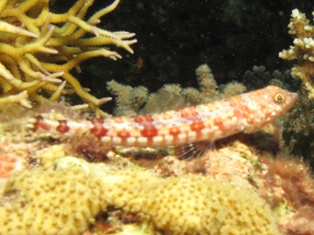 lezard bigarré